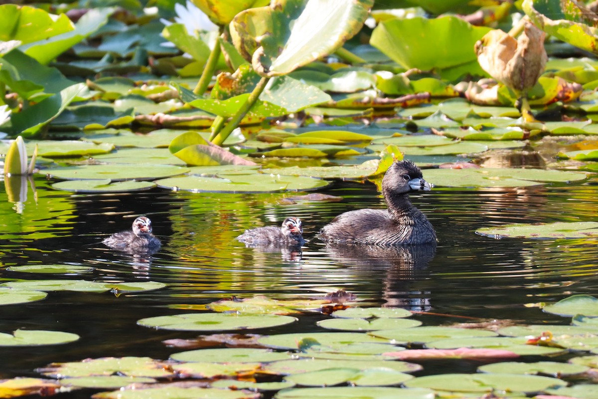 Pied-billed Grebe - ML641153417