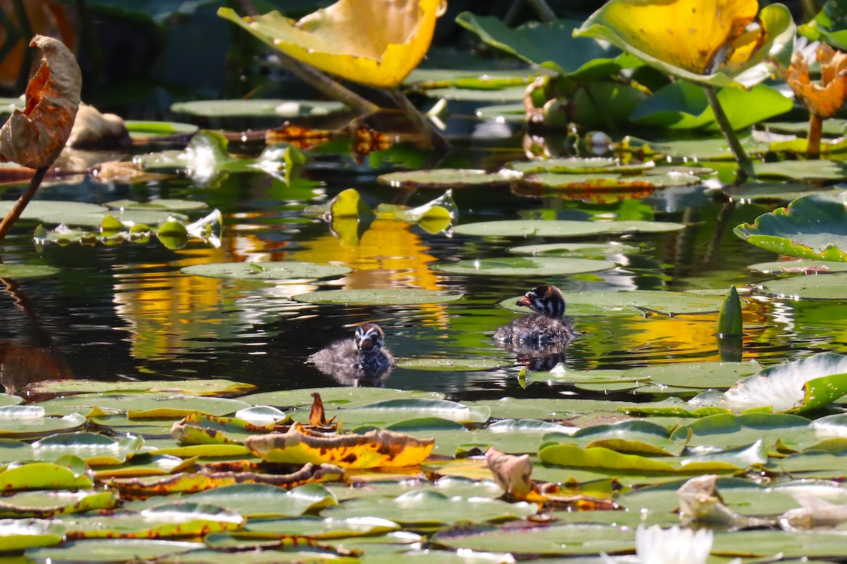 Pied-billed Grebe - ML641153421