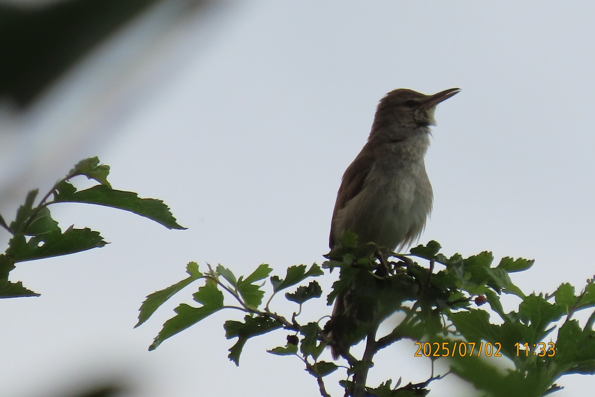 Oriental Reed Warbler - ML641153447