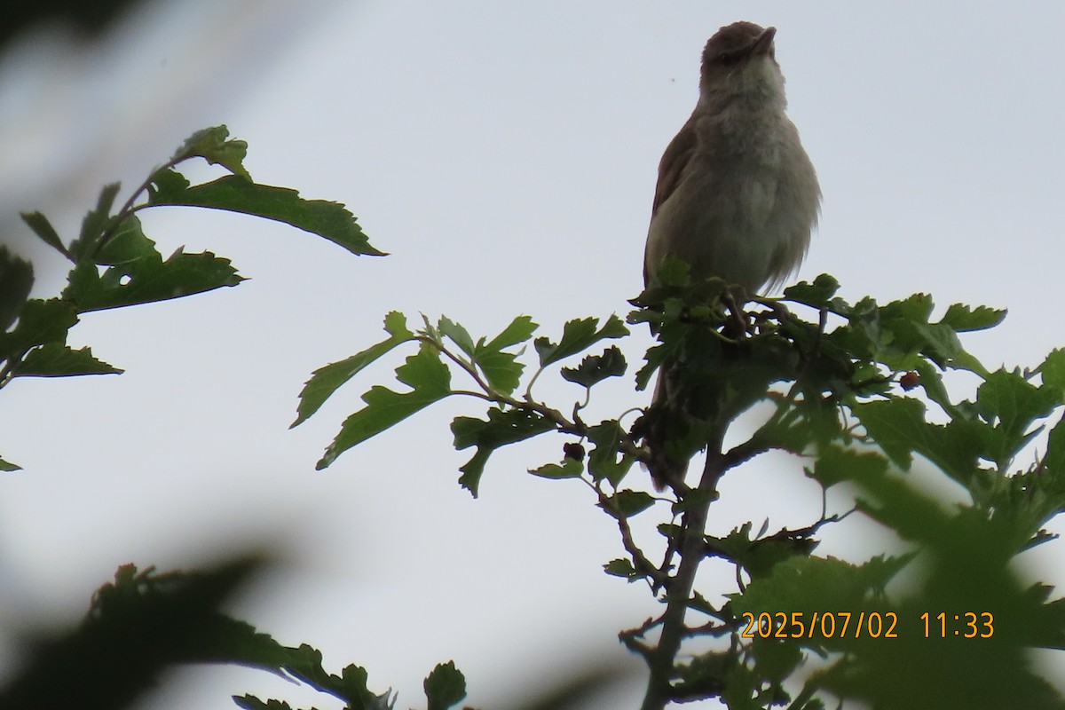 Oriental Reed Warbler - ML641153449