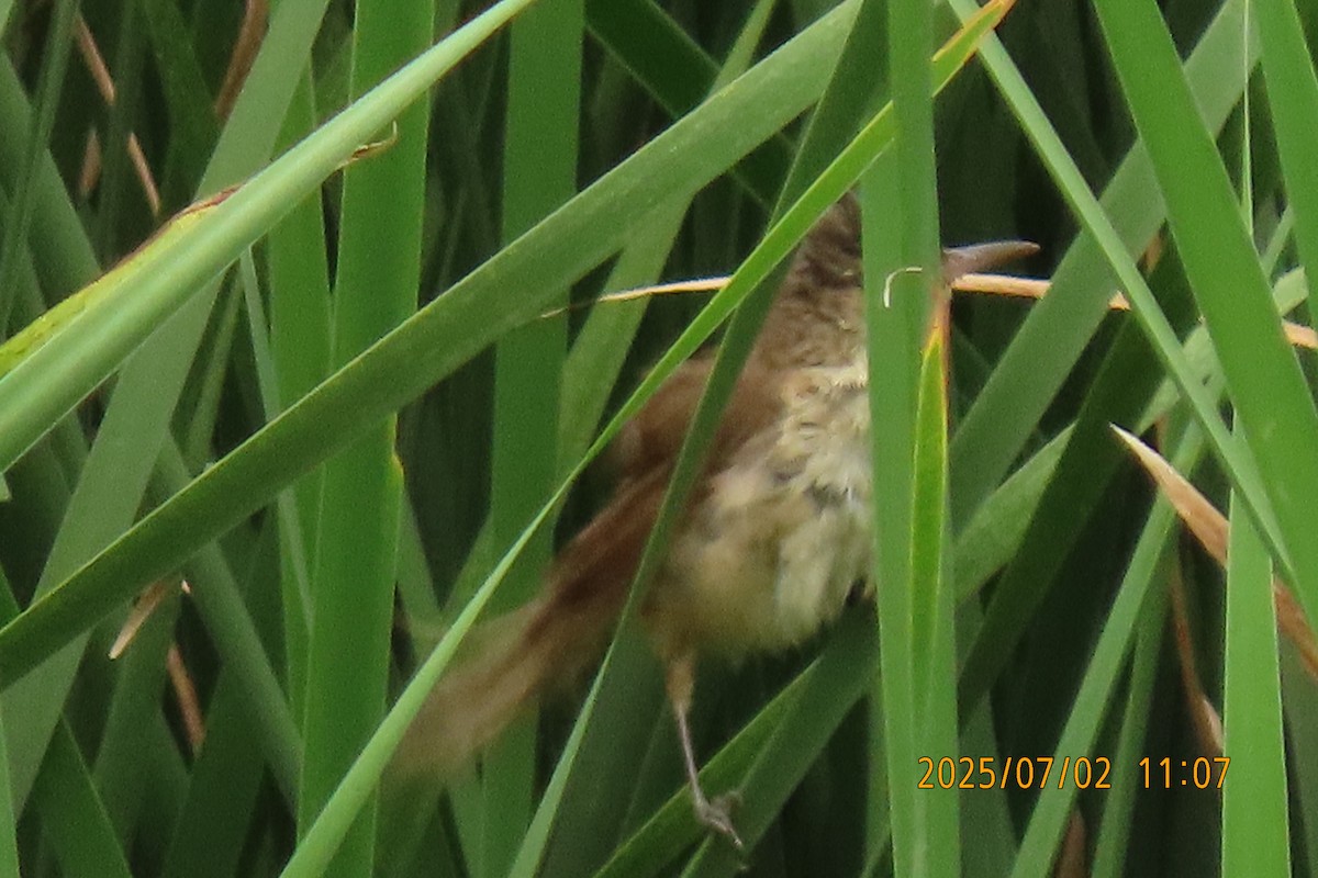 Clamorous Reed Warbler - ML641153450