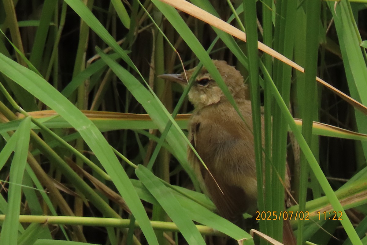 Clamorous Reed Warbler - ML641153454