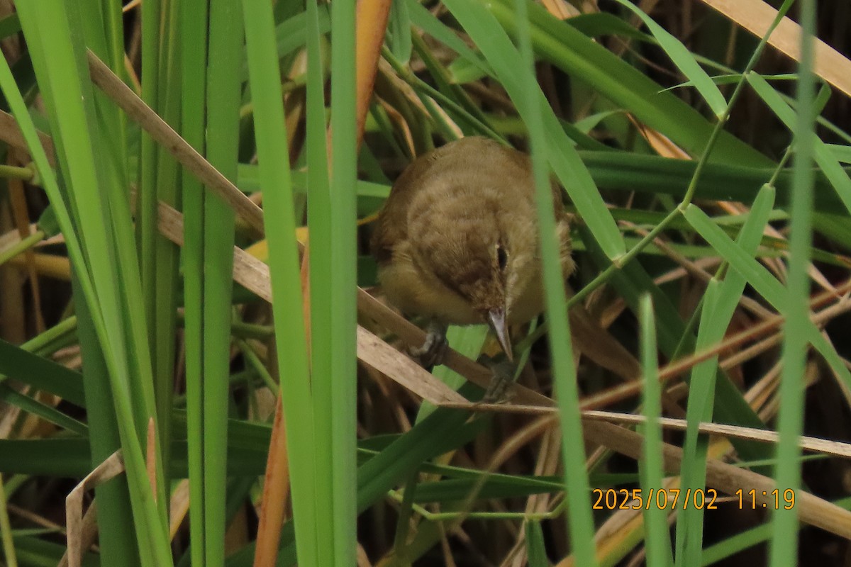 Clamorous Reed Warbler - ML641153456