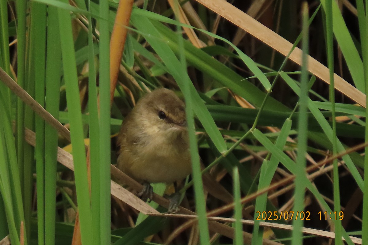 Clamorous Reed Warbler - ML641153458