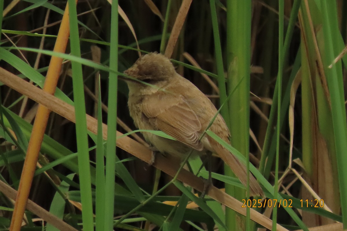 Clamorous Reed Warbler - ML641153459