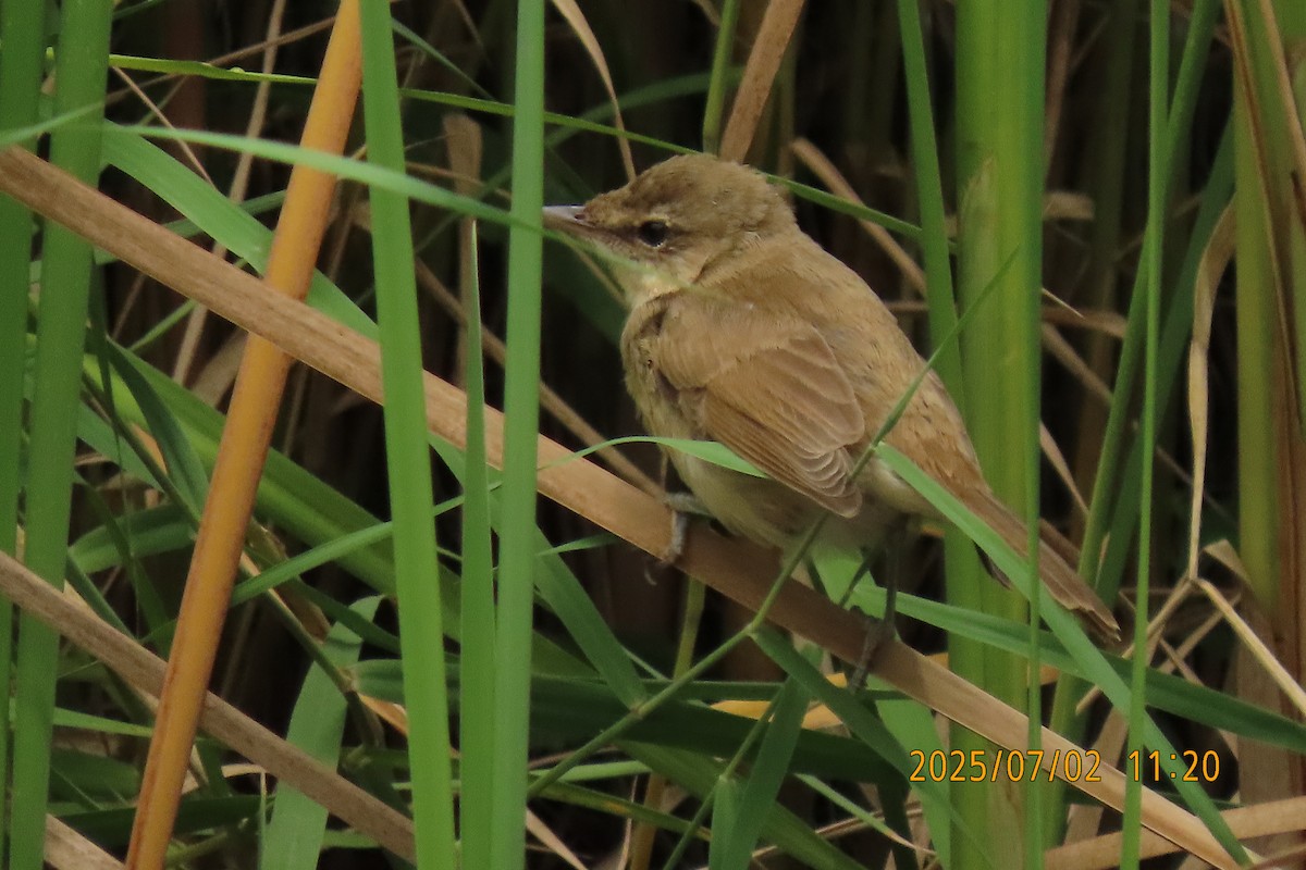 Clamorous Reed Warbler - ML641153460