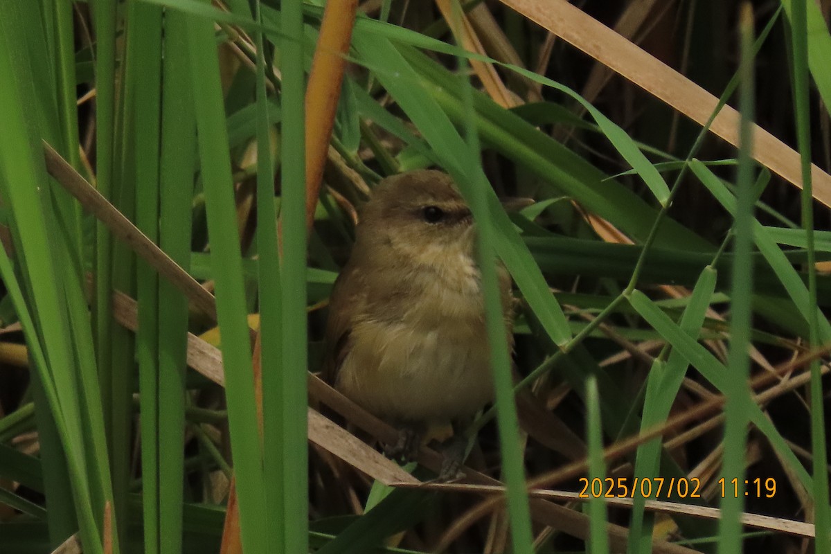 Clamorous Reed Warbler - ML641153461