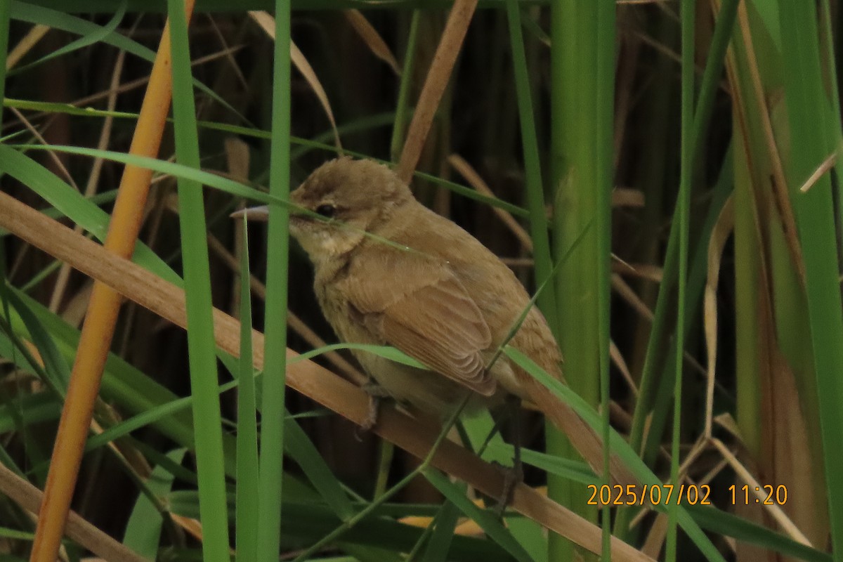 Clamorous Reed Warbler - ML641153462