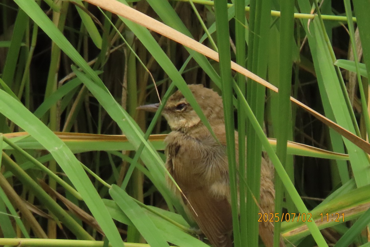 Clamorous Reed Warbler - ML641153463