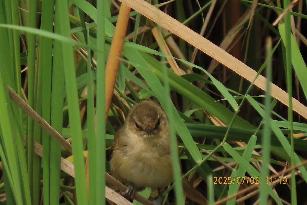 Clamorous Reed Warbler - ML641153464
