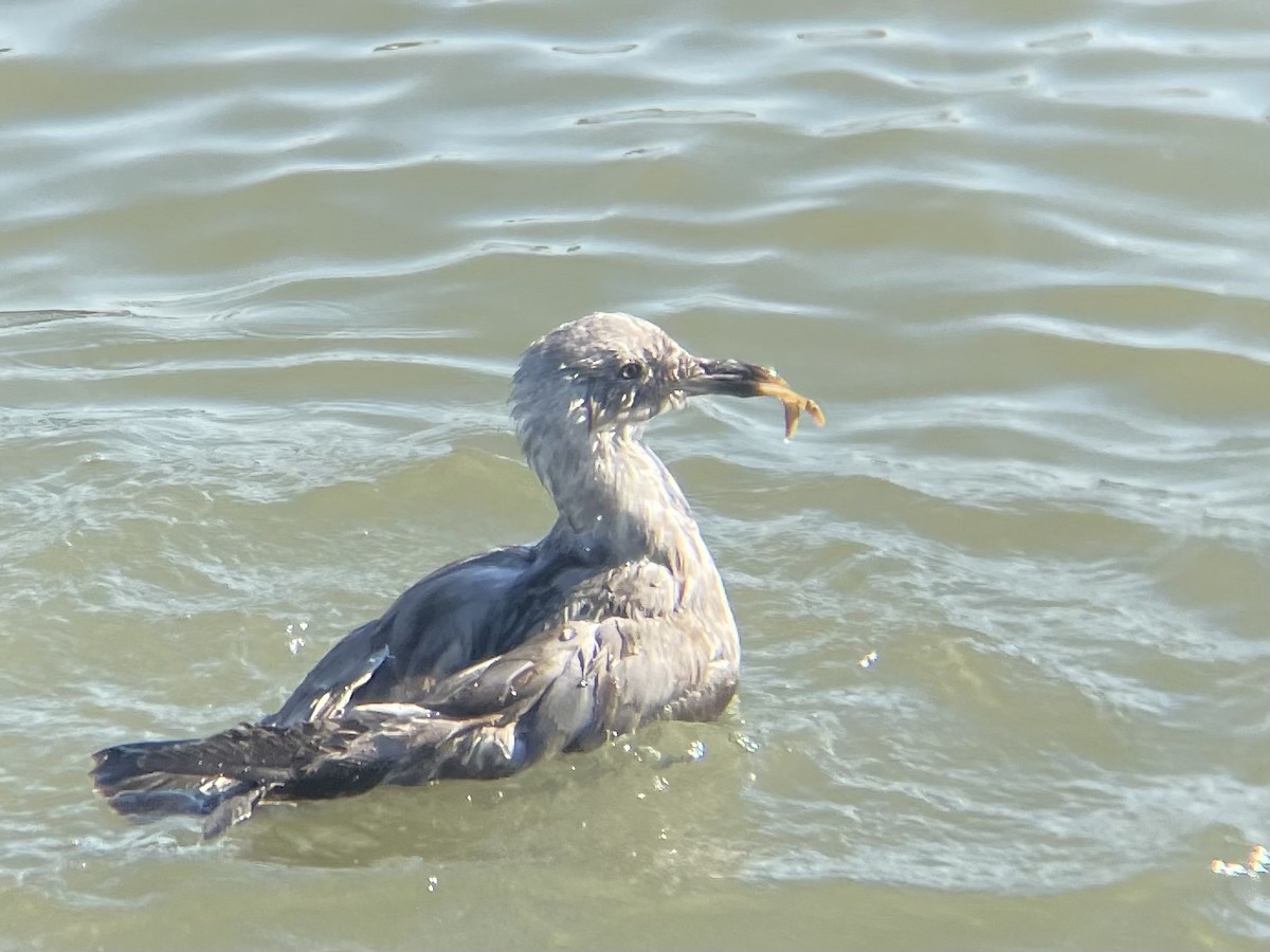 Western Gull - ML641153465
