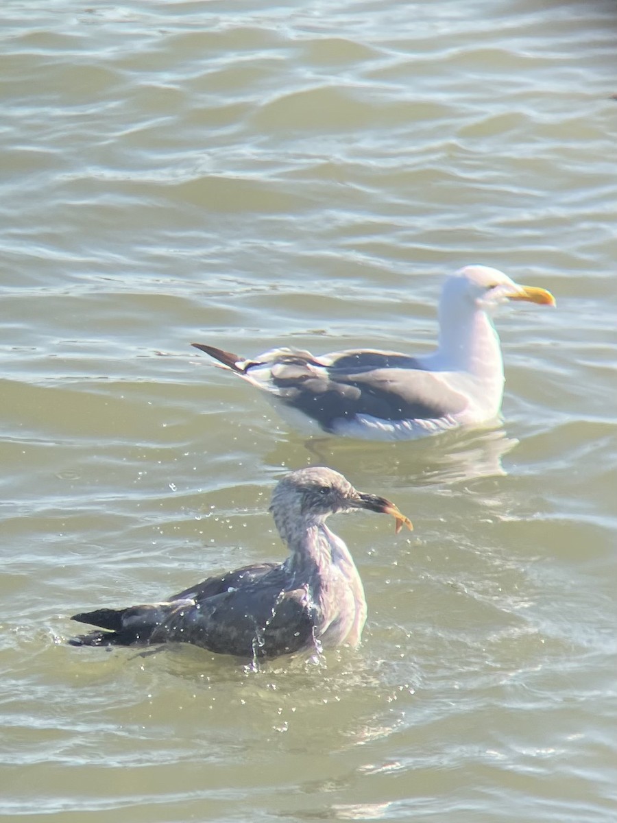 Western Gull - ML641153466