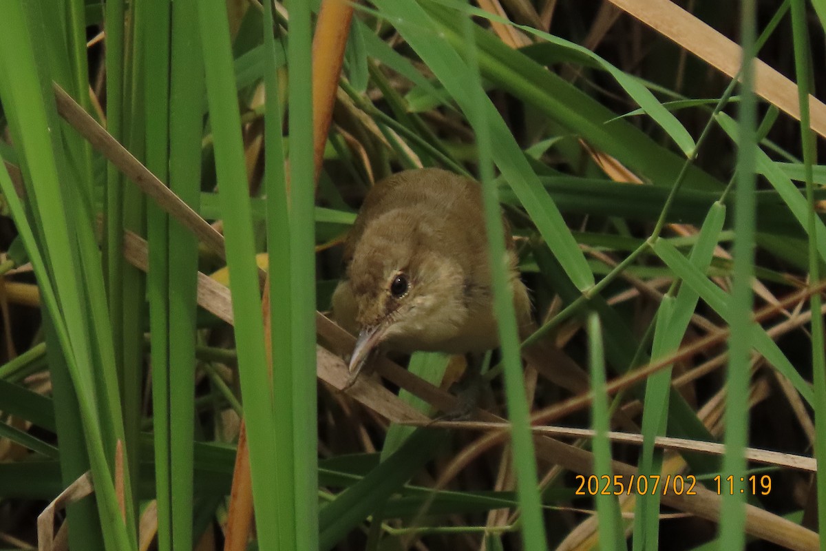 Clamorous Reed Warbler - ML641153468