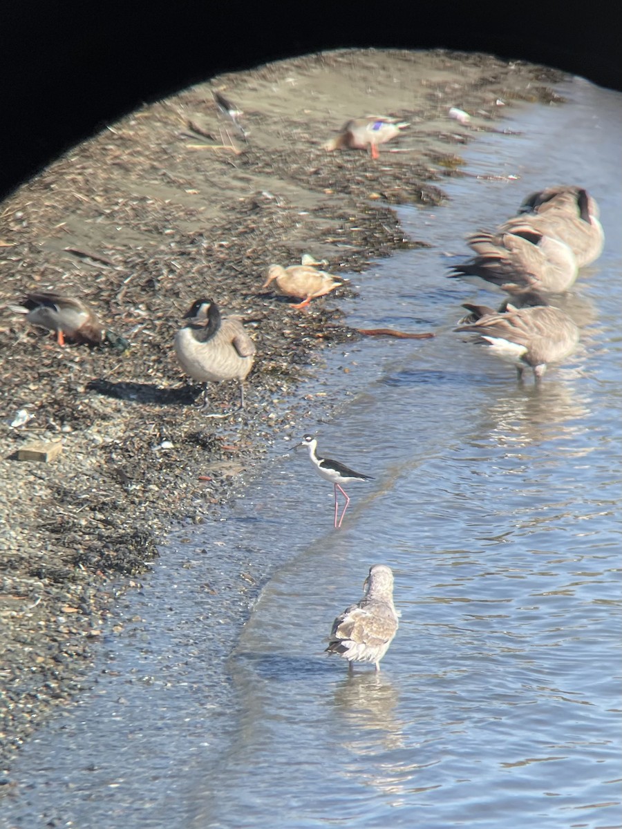 Western Gull - ML641153469