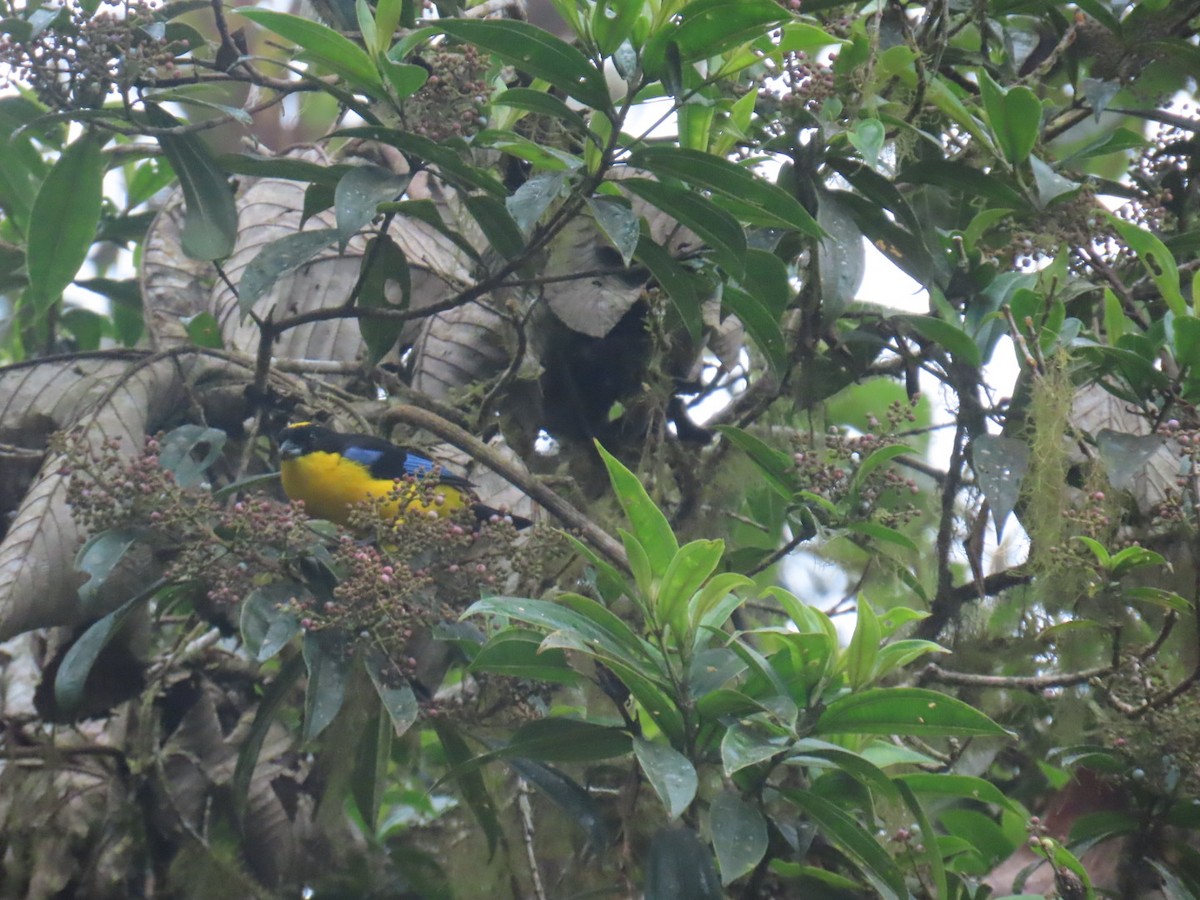 Blue-winged Mountain Tanager - ML641153470