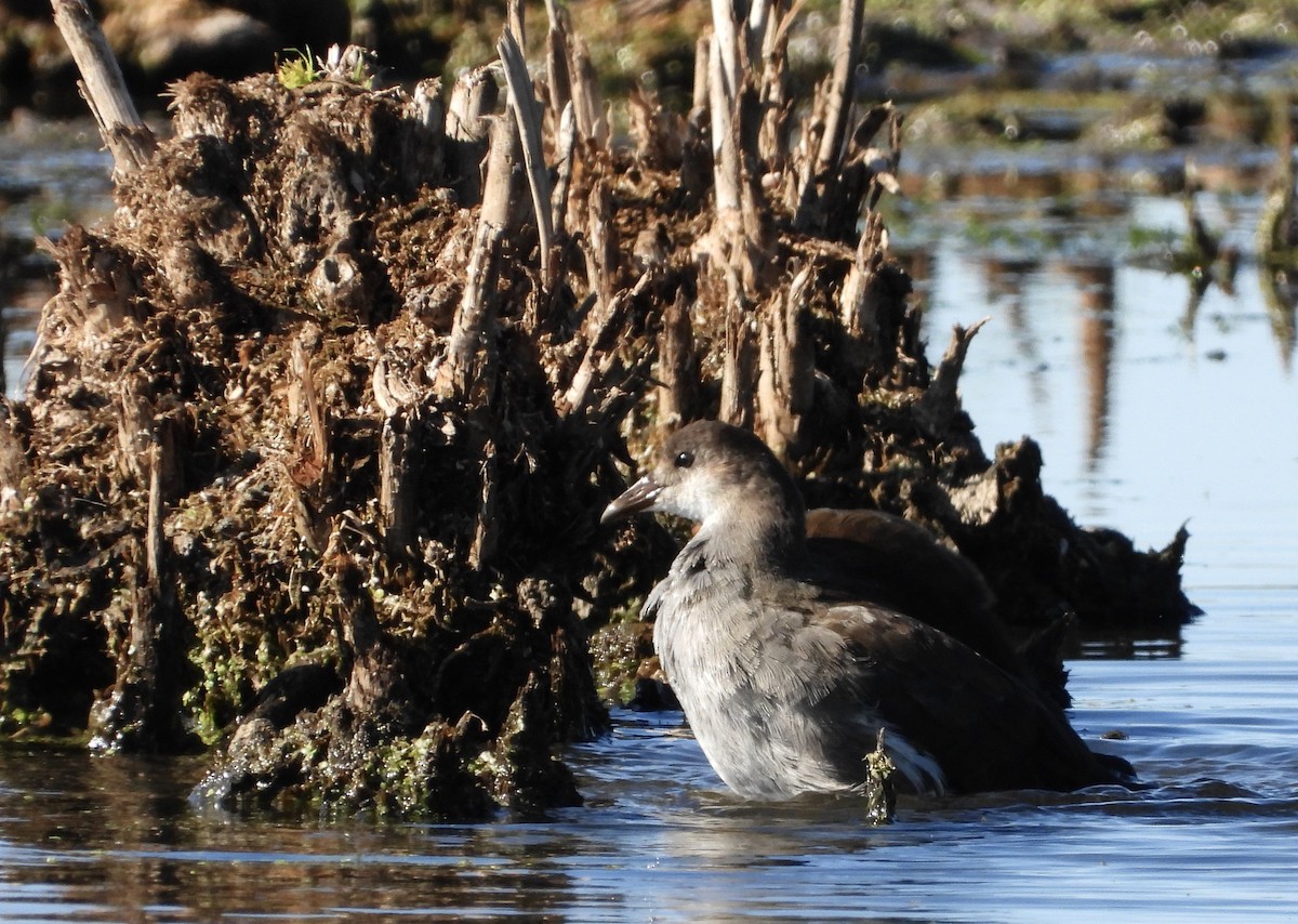 Common Gallinule - ML641153473