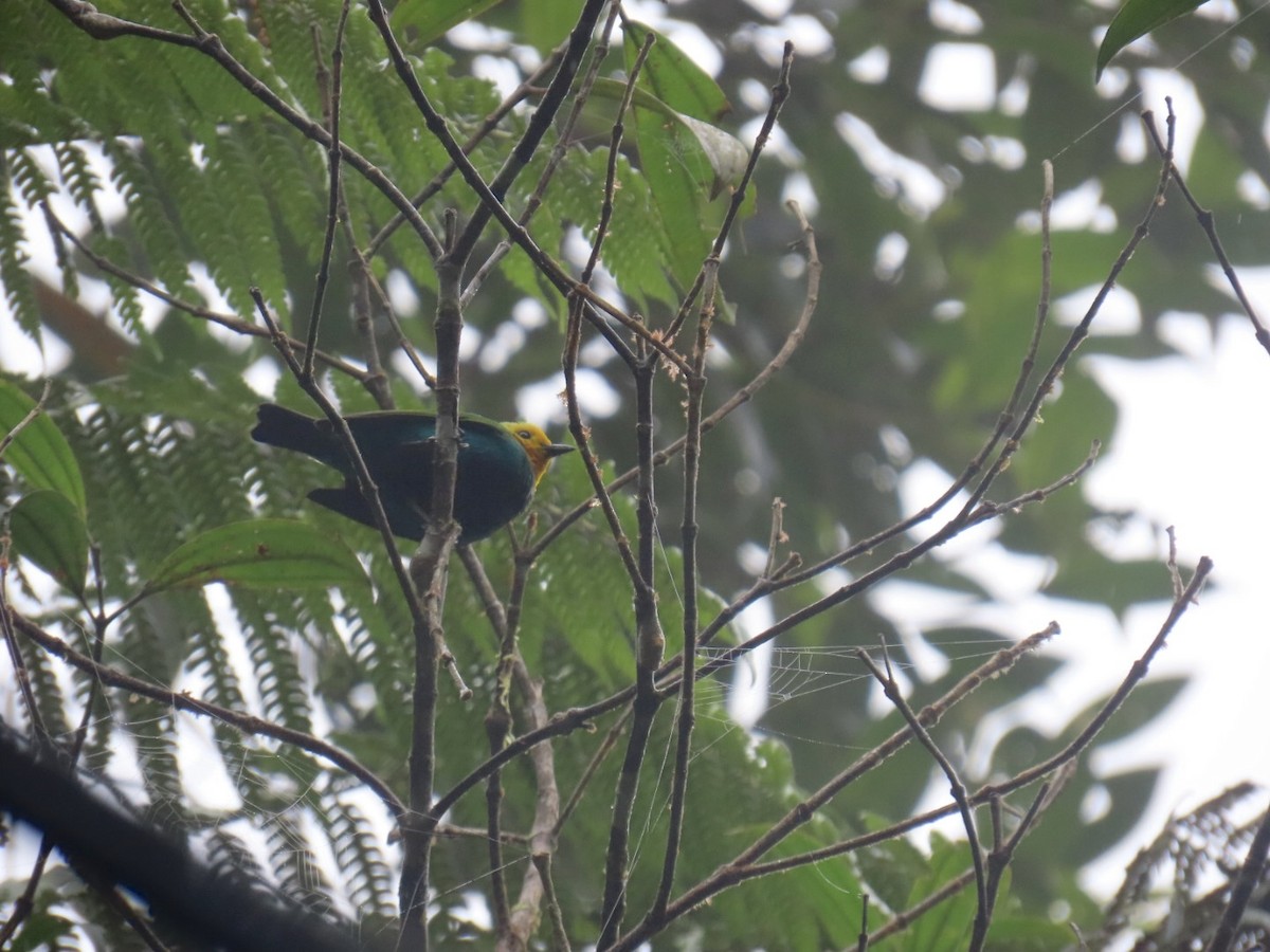 Multicolored Tanager - ML641153475