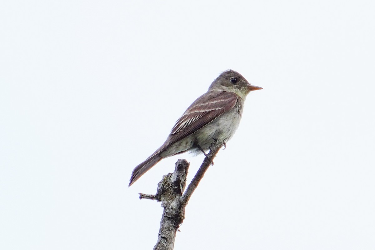 tyranovec východní - ML641153500
