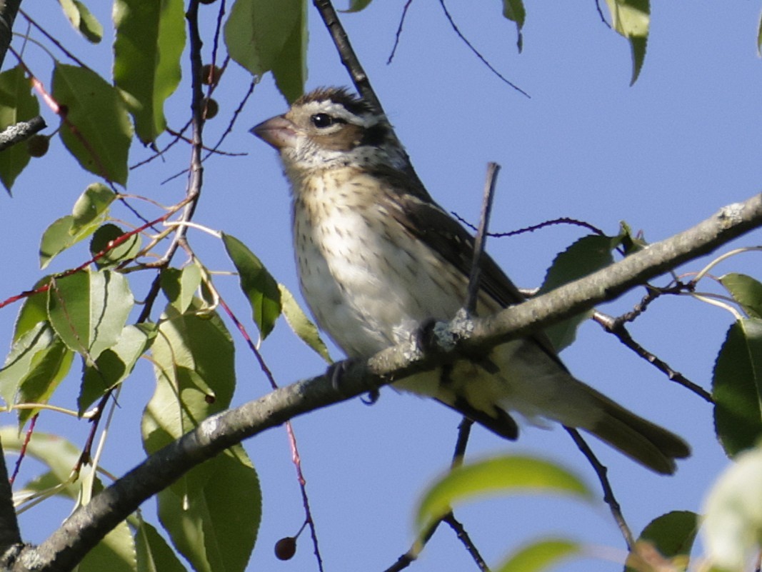 Rose-breasted Grosbeak - ML641153516