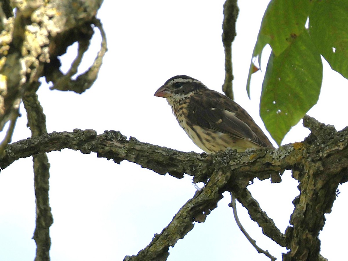 Rose-breasted Grosbeak - ML641153517