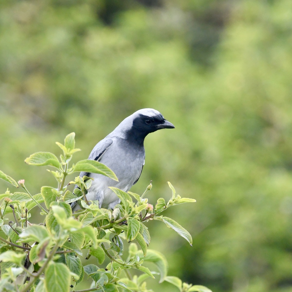 Black-faced Cuckooshrike - ML641153531