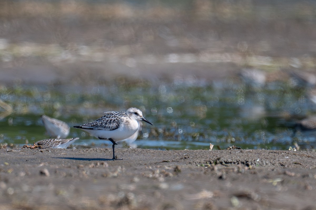 Sanderling - ML641153533