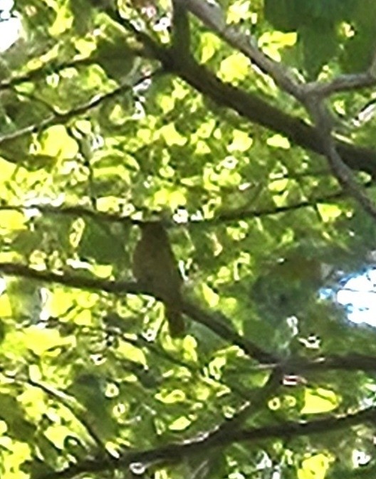 Summer Tanager - ML641153537