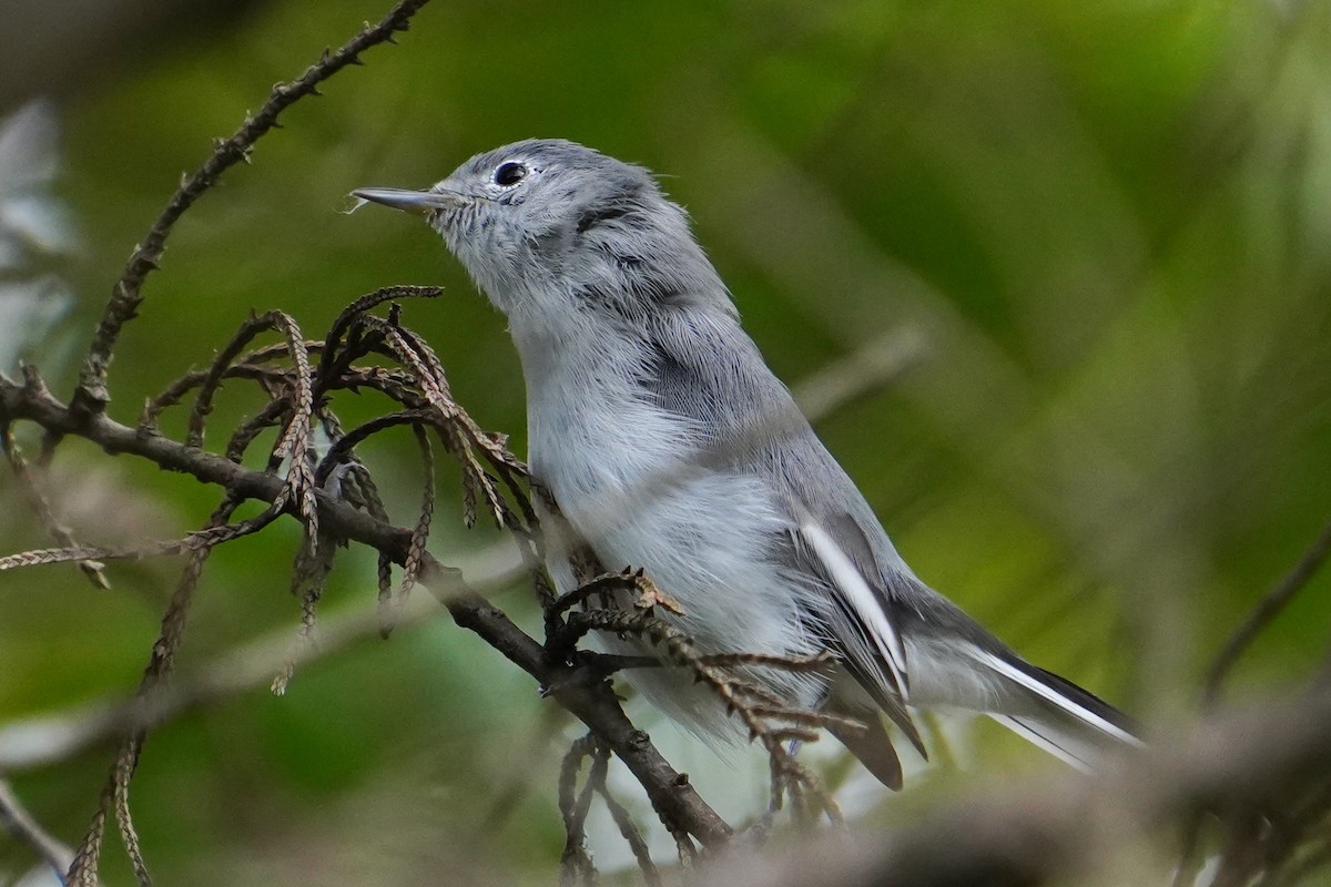 Blue-gray Gnatcatcher - ML641153538