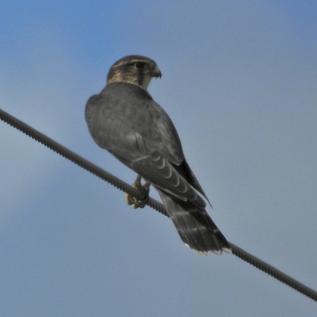 Merlin - ML641153541