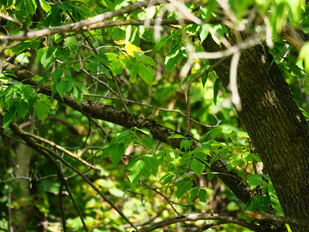 Blackpoll Warbler - ML641153553
