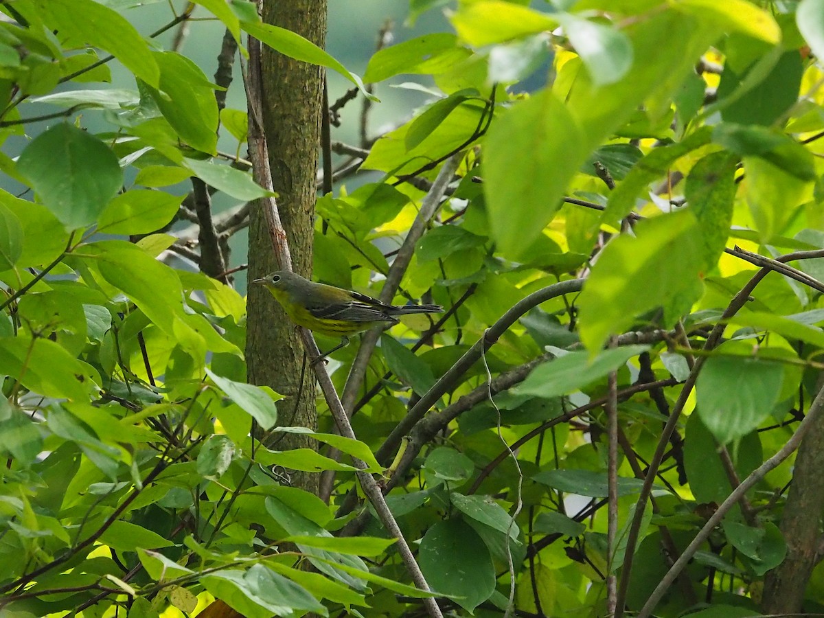 Magnolia Warbler - ML641153570