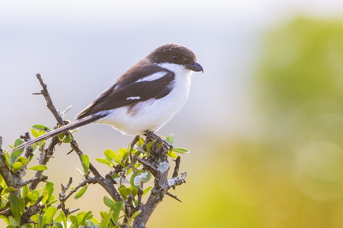 Northern Fiscal - ML641153575