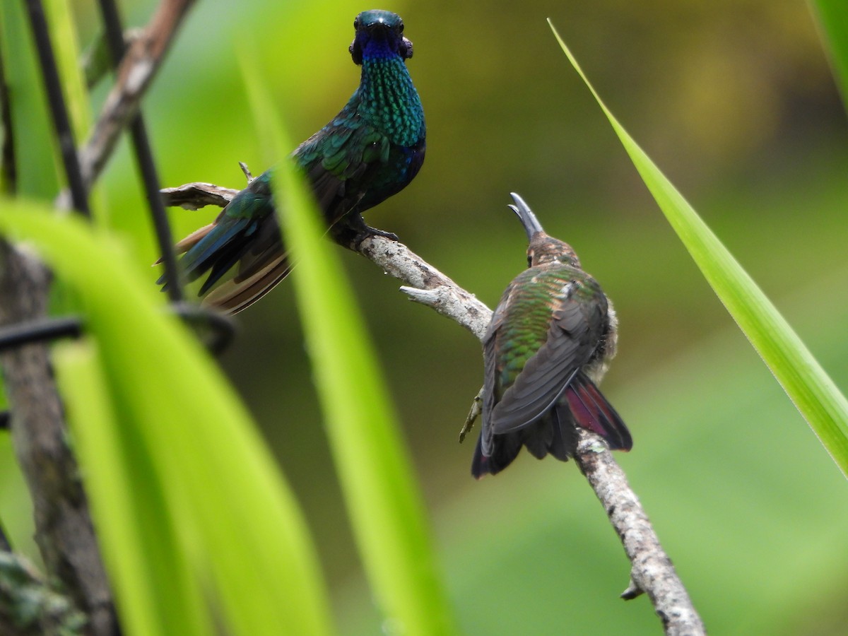 Sparkling Violetear - ML641153628