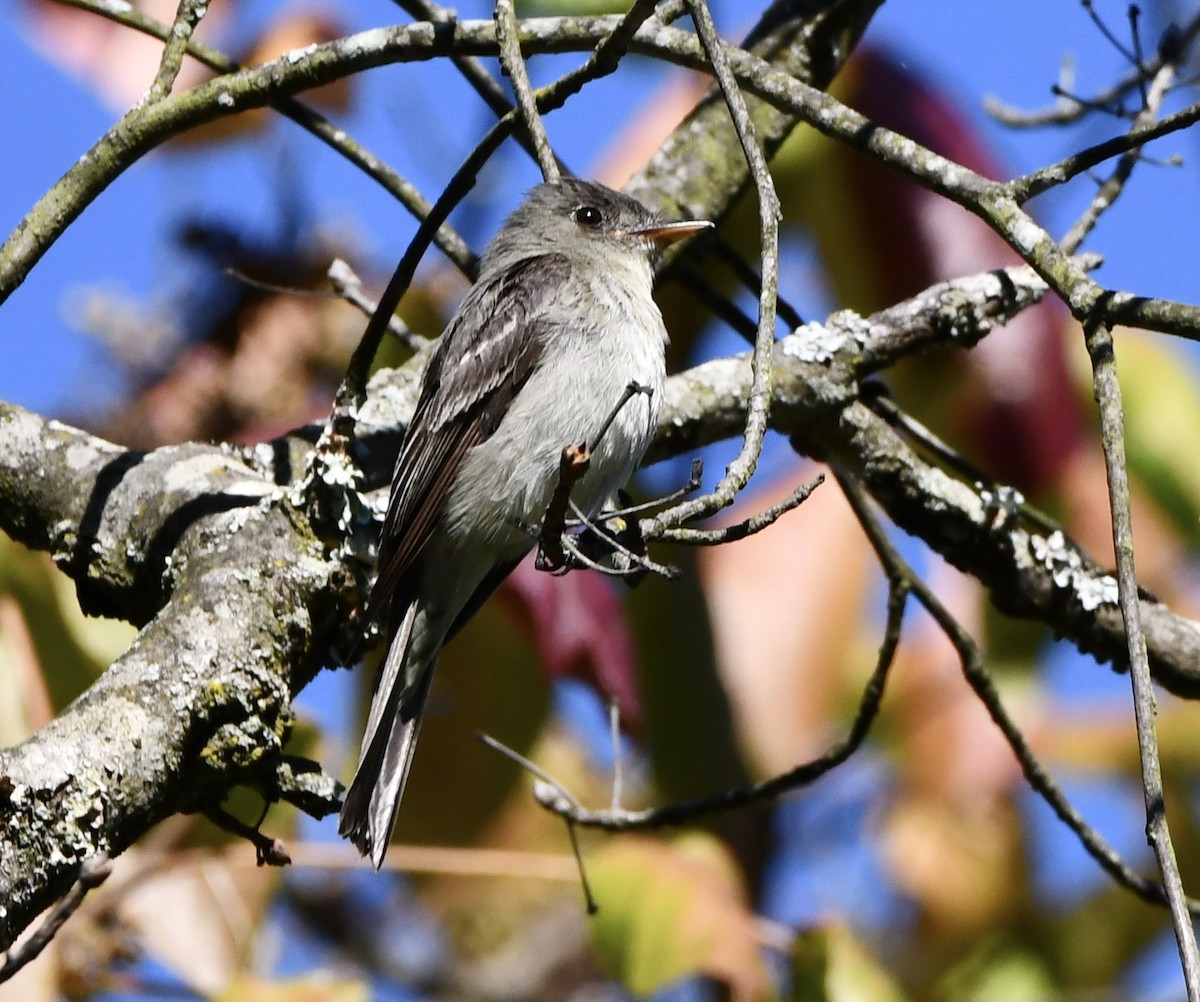 tyranovec východní - ML641153667