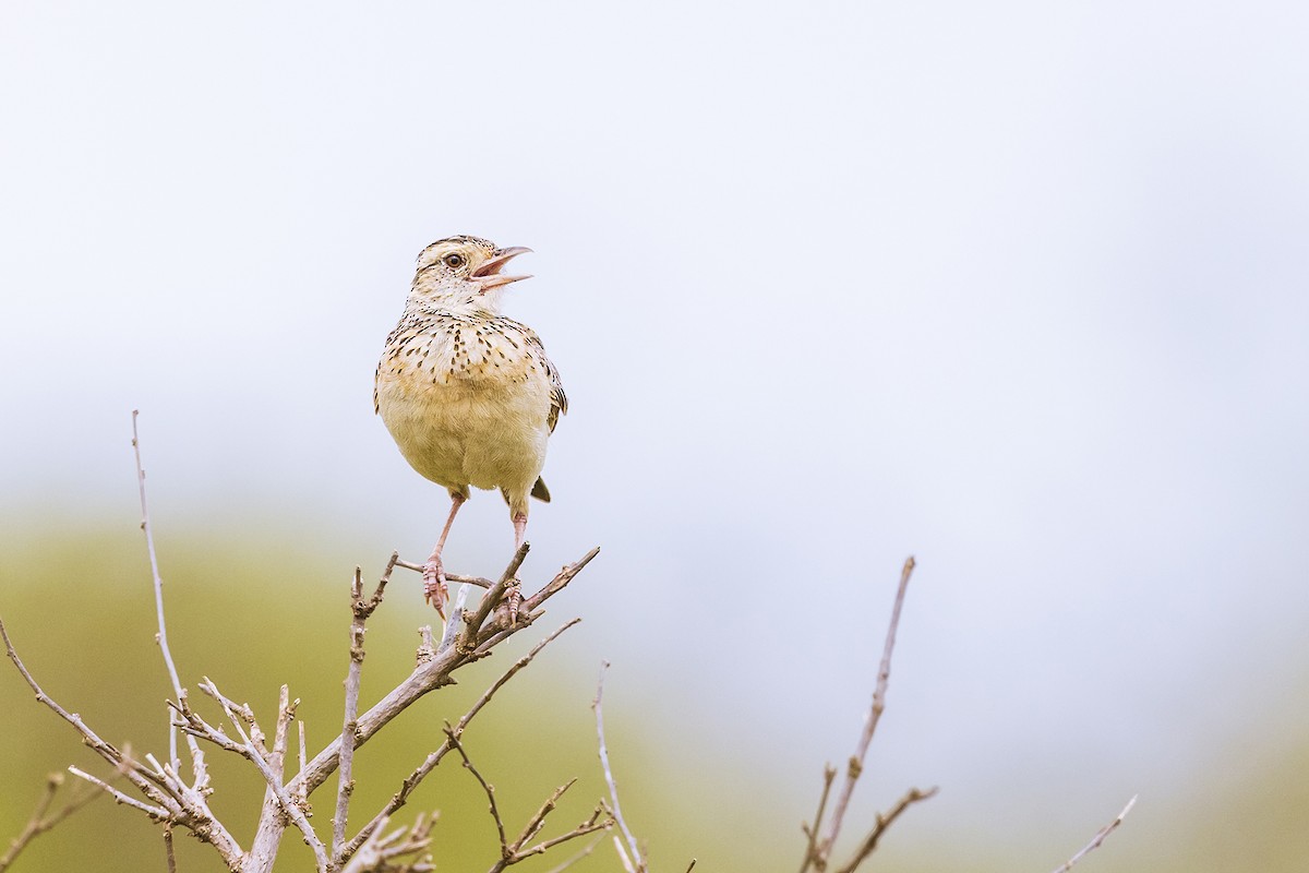 Rufous-naped Lark - ML641153671