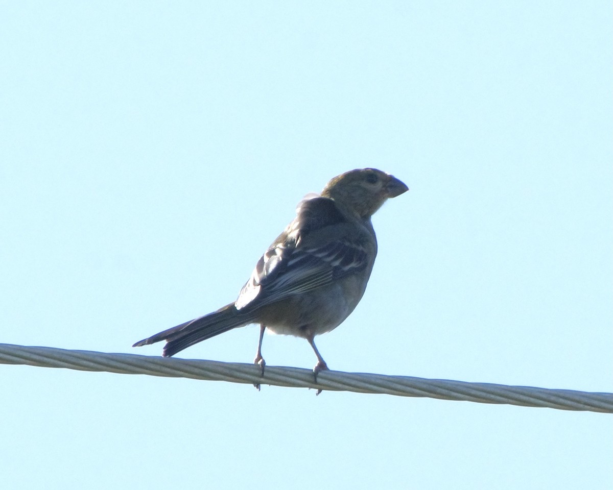 Pine Grosbeak - ML641153673