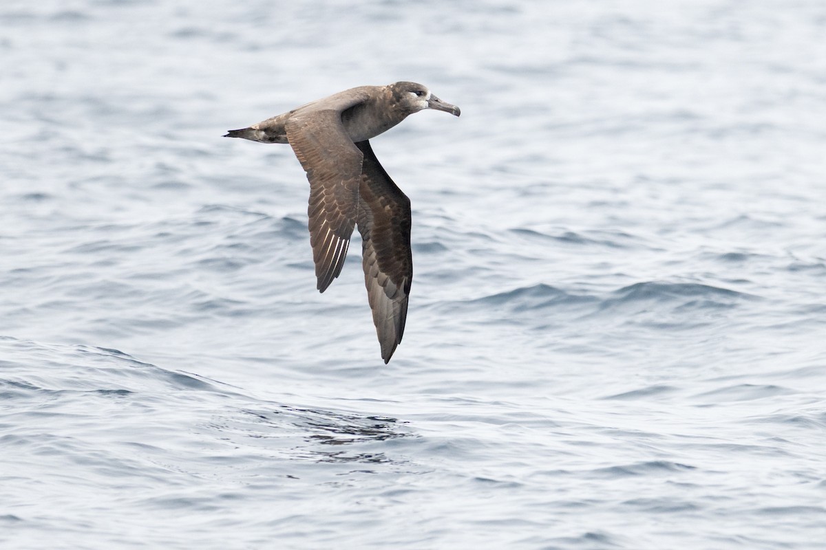 Black-footed Albatross - ML641153691
