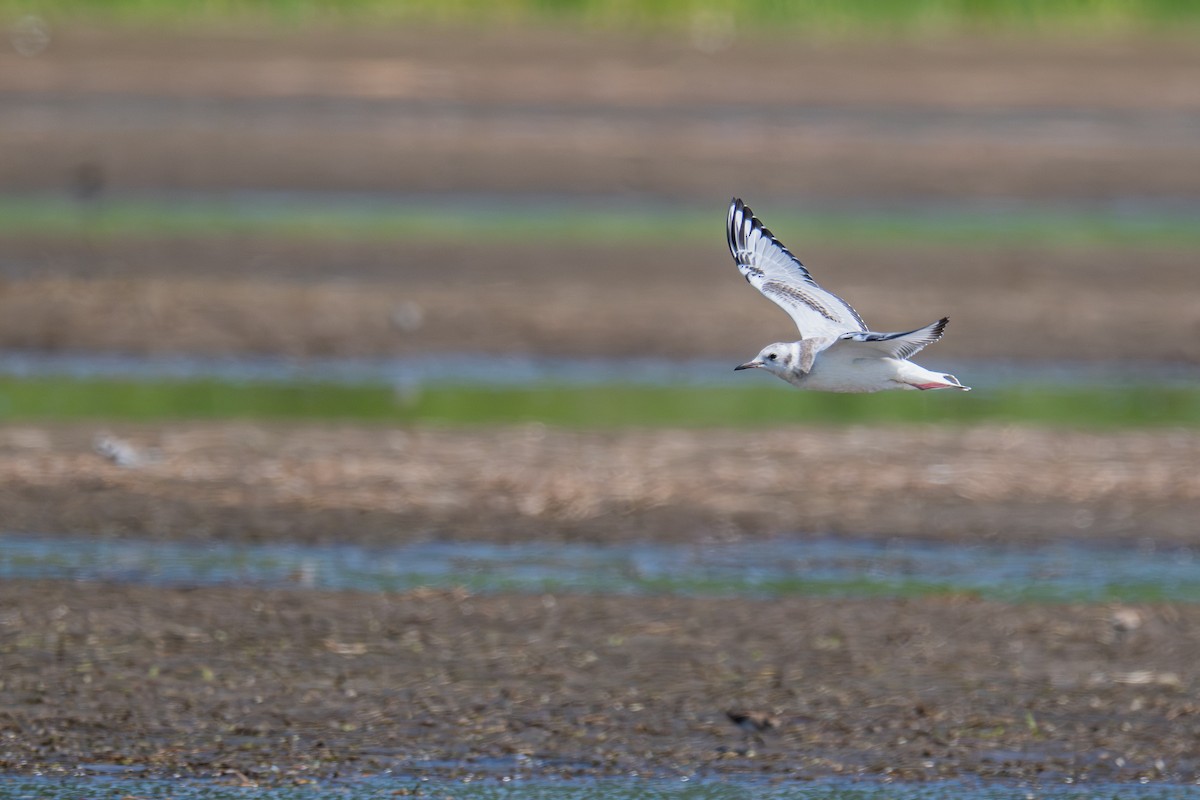 Gaviota de Bonaparte - ML641153697