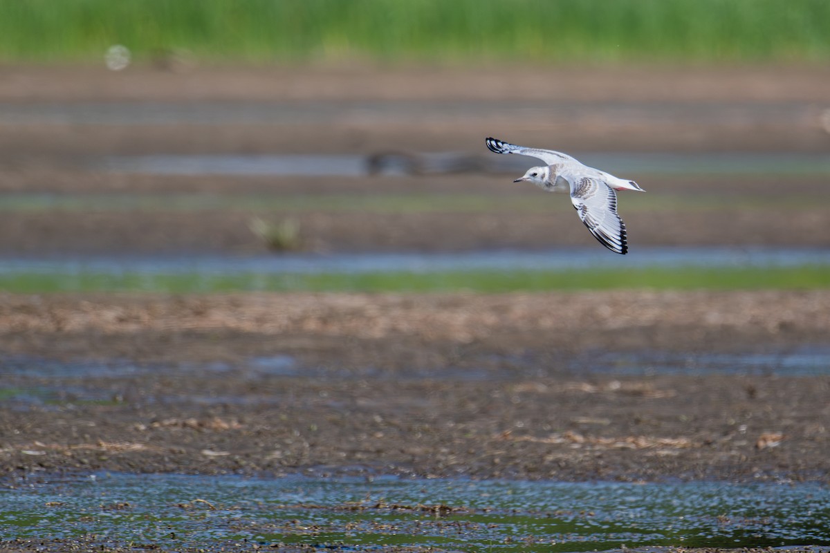 Gaviota de Bonaparte - ML641153698
