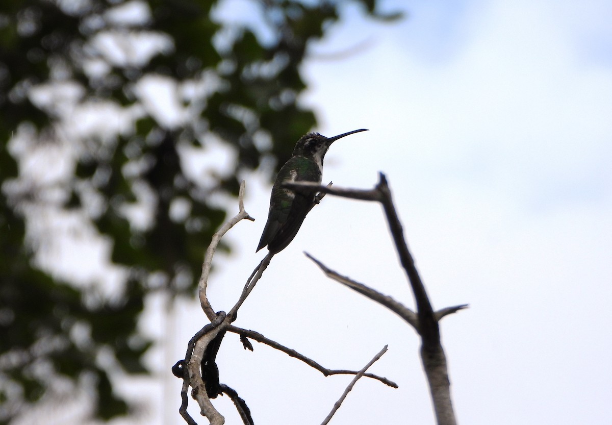 Black-throated Mango - ML641153704