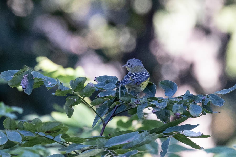 Magnolia Warbler - ML641153706