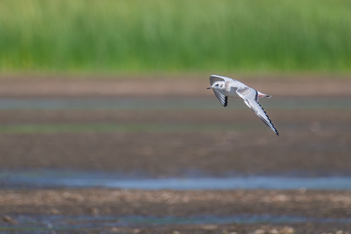 Gaviota de Bonaparte - ML641153719