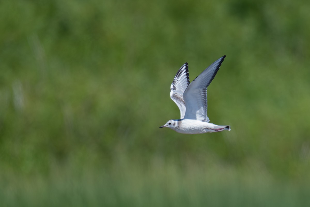 Gaviota de Bonaparte - ML641153720