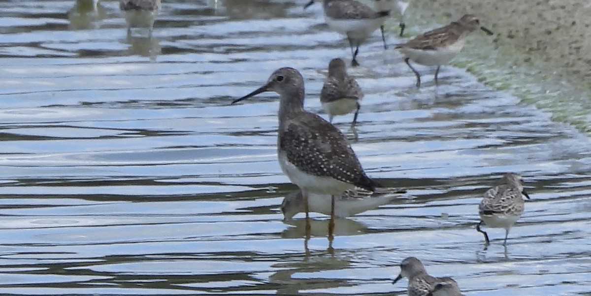 Greater Yellowlegs - ML641153739