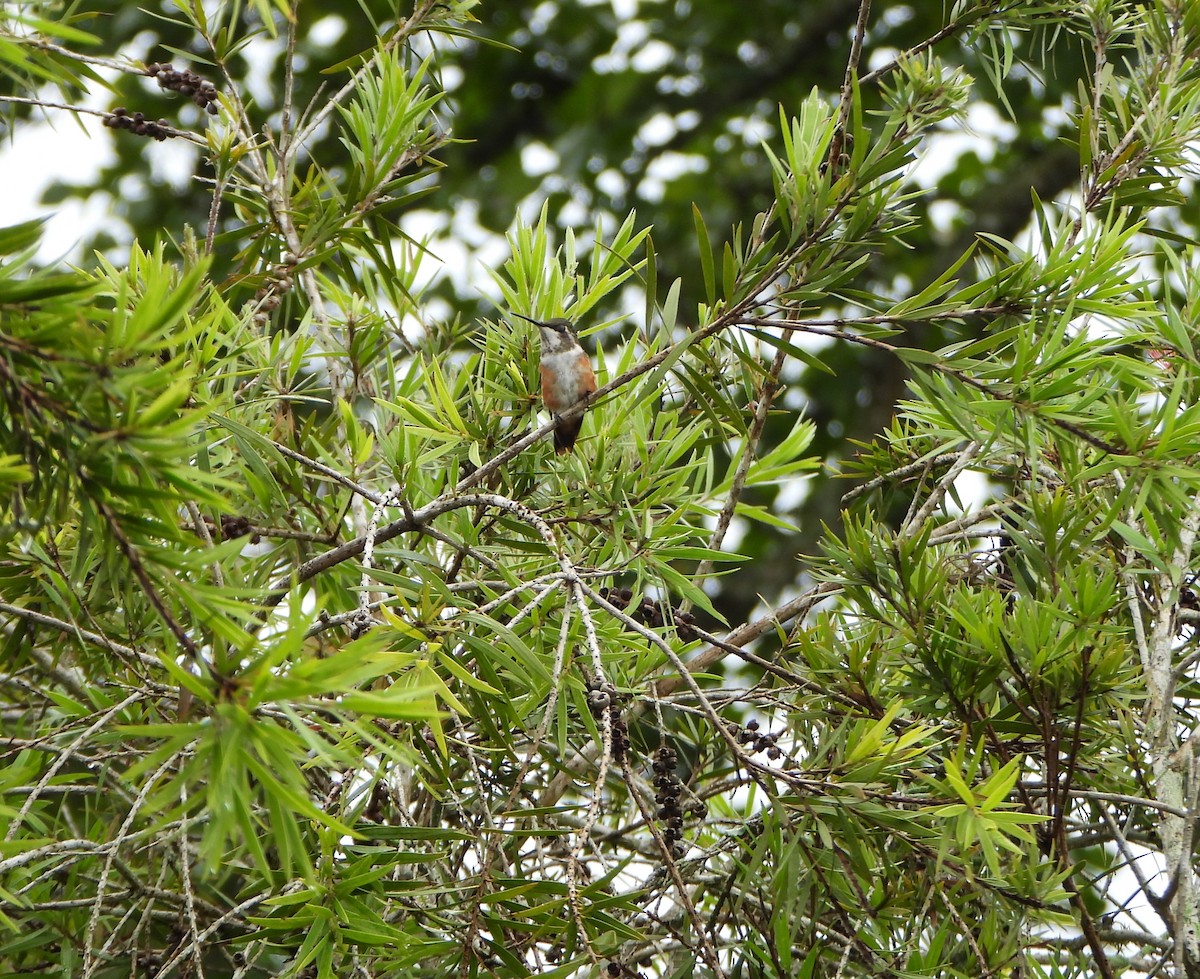 Amethyst Woodstar - ML641153757