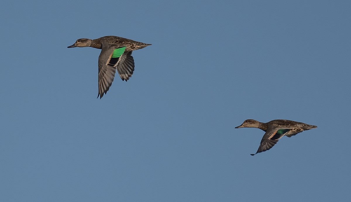 Green-winged Teal - ML641153794