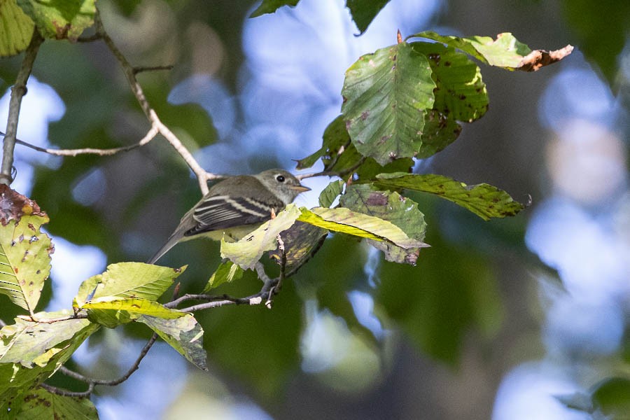 Least Flycatcher - ML641153807