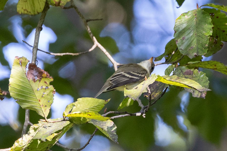 Least Flycatcher - ML641153808