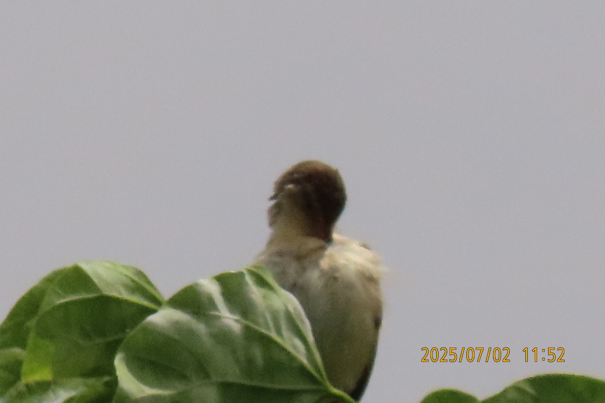 Oriental Reed Warbler - ML641153834