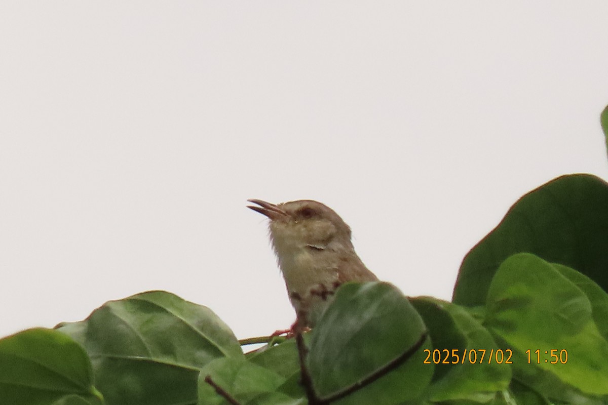 Oriental Reed Warbler - ML641153837